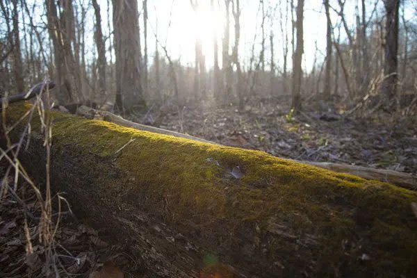 VisitIndiana's tweet image. Get Out &amp;amp; Explore Nature at This East Central Indiana Forest Preserve 😍 

𝐑𝐄𝐀𝐃 𝐌𝐎𝐑𝐄: bit.ly/3nvcuB1 

#Outdoors #INIndiana @fortheland_RLC @ForgeECI