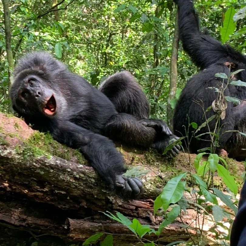 perez_rukiri's tweet photo. Happy world's chimpanzee day 
Visit Kibale National Park Uganda 🇺🇬 for the chimpanzee tracking  and have experience with our cousins close  relatives to humans  (Homo)&amp;( Pan .t )
#chimptracking
#primates
#DNA 
#Uganda 
#exploreugand https://t.co/TcjAvrB29L