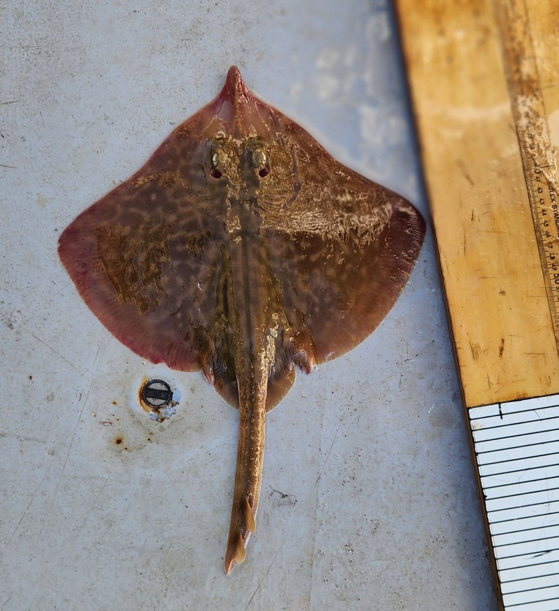 Lorne Richard Little tweet media