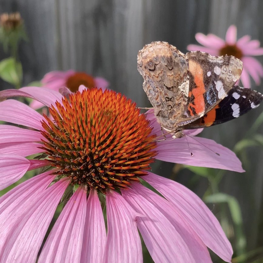 redtailsunset's tweet photo. Red Admiral Butterfly 🦋 #Butterflyway #BackyardBio https://t.co/Au0QXebnE3