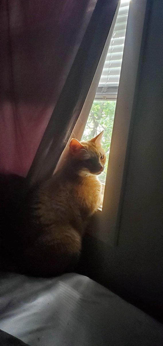 feedthecreature's tweet photo. @MsDynamic_ He thinks he's a dog, does that count? https://t.co/txsEOAImLZ