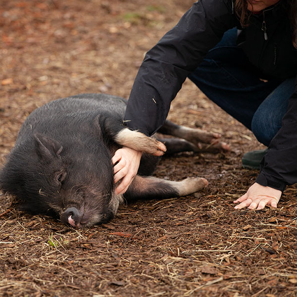 resilientemag's tweet photo. De acuerdo con The Vegan Society, el veganismo es:

«Una filosofía y forma de vida que busca excluir, en la medida de lo posible y practicable, todas las formas de explotación y crueldad hacia los animales, incluyendo su uso para comida, ropa, o https://t.co/pELJ4hSu5F