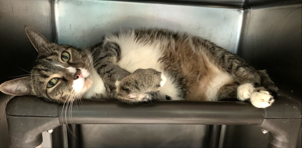 THERE ARE 28 ANIMALS (11 CATS &amp; 17 DOGS) :( AT RISK FOR SATURDAY 7/15/23 DEADLINE IS NOON. PLEASE SHARE, FOSTER, ADOPT, TAG FRIENDS, POST TO SOCIAL MEDIA SITES, PLEDGE TO HELP SAVE THEIR LIVES. NEW PHOTOS newhope.shelterbuddy.com/animal/list