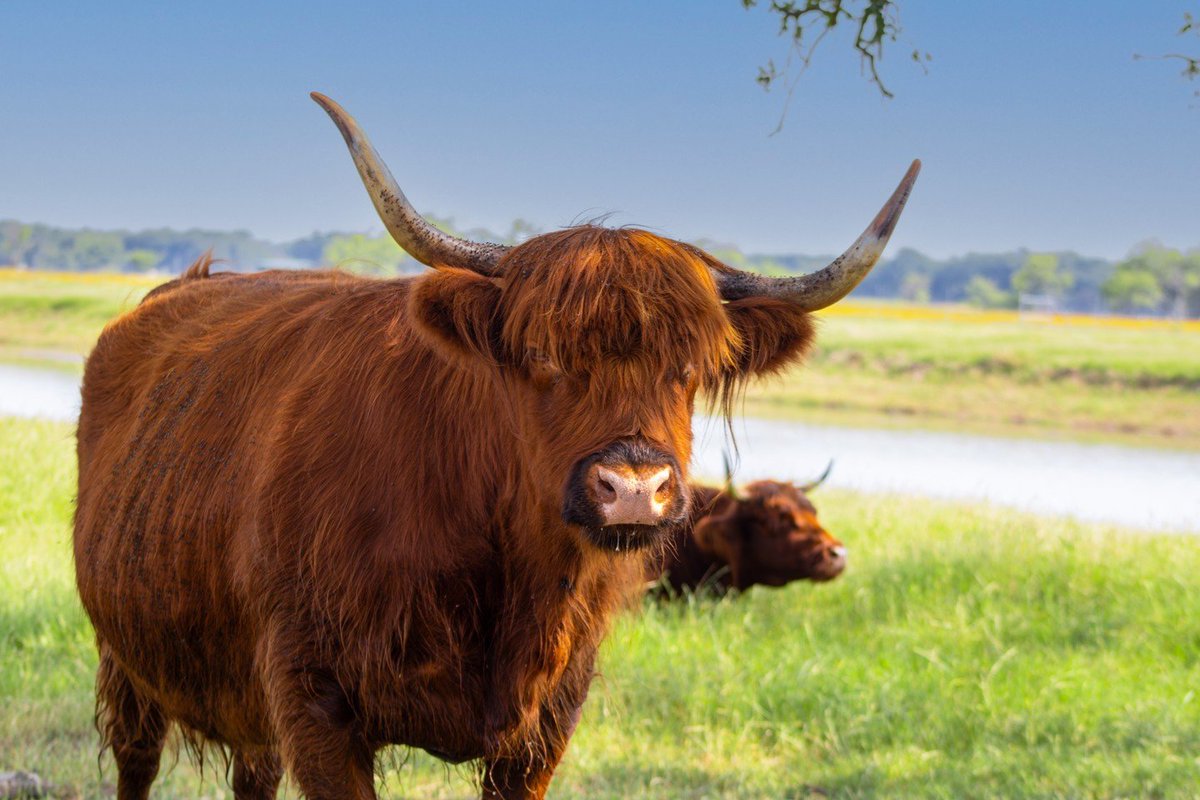 Ever hung out with highland cattle? Make a furry friend like this one on a wildlife viewing adventure at @texaszoofaripark! #TexasToDo bit.ly/3aFsOvW 📷: @texaszoofaripark