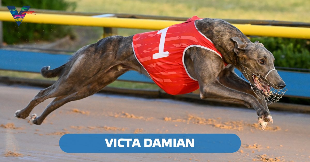 WatchDogRacing's tweet photo. Pride of South Australia 🏆
VICTA DAMIAN starts his chase for a second Group 1 in Saturday night’s #MaturityClassic heats at @MelbourneGreys.
Lisa Rasmussen informed Peter Quilty that the croweater is “ready to go”.
📰 https://t.co/JIXuDaRX0r
#GreyhoundRacing #PremierRacing https://t.co/5oGqMLTp3r