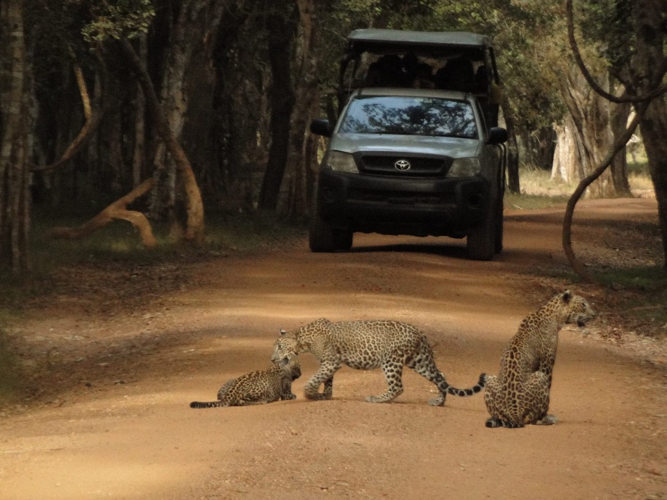 classytours's tweet image. Wilpattu National Park, the largest national park in Sri Lanka.

#WilpattuNationalPark #WildlifeEncounters #NatureLovers #SafariAdventures #ExploreSriLanka #Biodiversity #LandOfLakes #WildlifeSafari #ConservationEfforts #SriLankanLeopard #NaturePhotography #LankaClassyTours