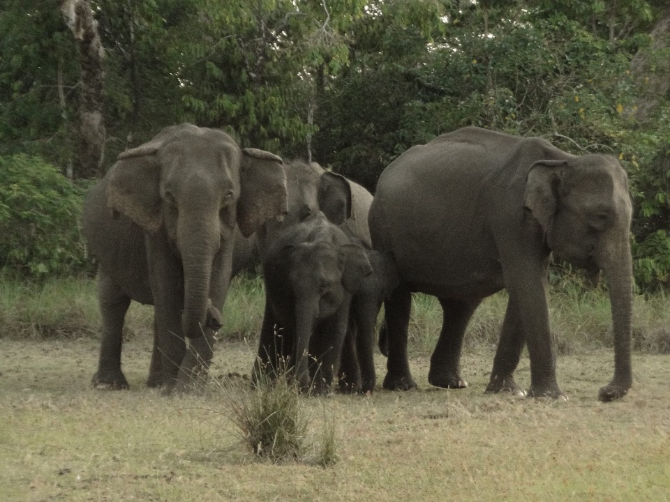 classytours's tweet image. Wilpattu National Park, the largest national park in Sri Lanka.

#WilpattuNationalPark #WildlifeEncounters #NatureLovers #SafariAdventures #ExploreSriLanka #Biodiversity #LandOfLakes #WildlifeSafari #ConservationEfforts #SriLankanLeopard #NaturePhotography #LankaClassyTours
