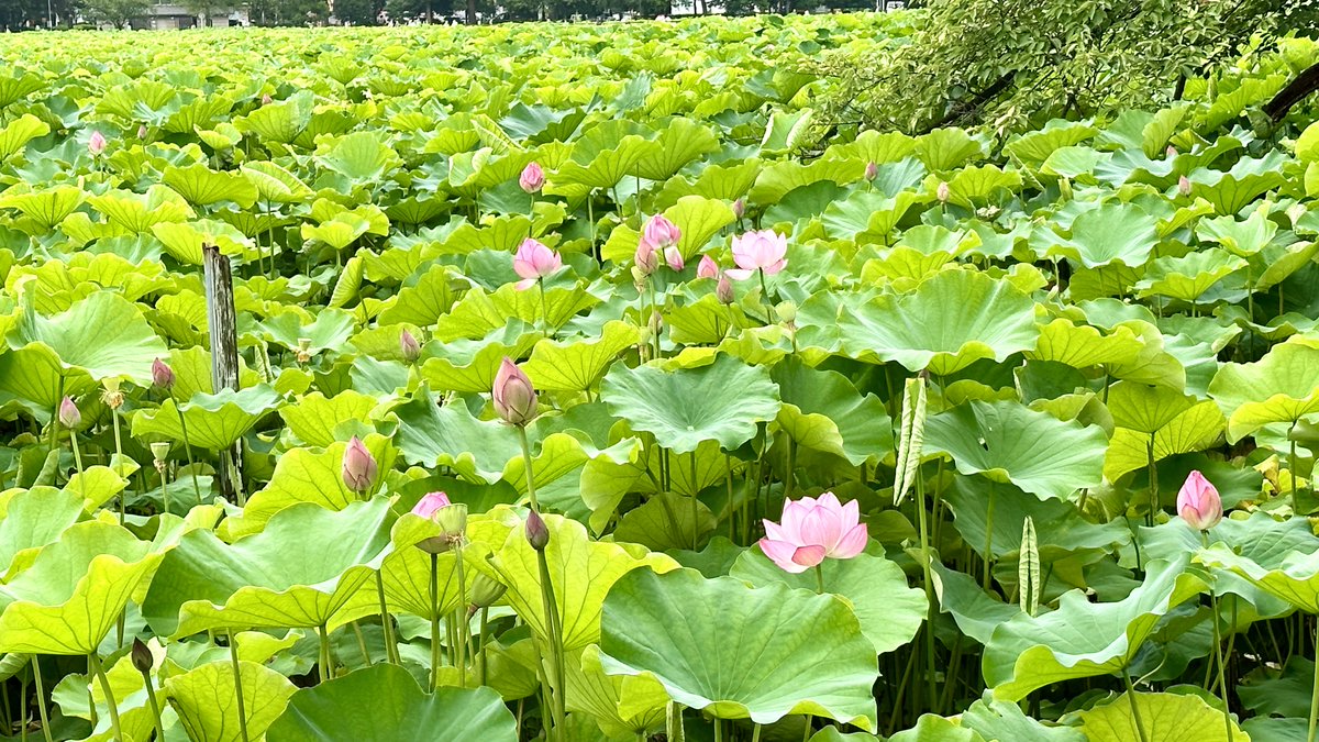 game_gadgets's tweet photo. Ueno Park Lotus flowers : https://t.co/8fRenuAtwi https://t.co/mFbfmOOsjA