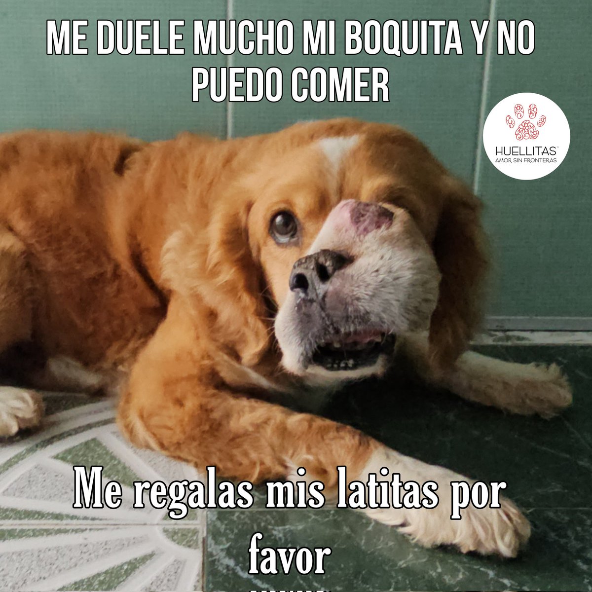 HASF_AnaSDiaz's tweet photo. No puedo comer croquetas me duele mucho mi boquita....

La doctora dice que me urge poder comer mis latas necesito de 4 a 5 latas diarias para subir de peso y que pueda ponerme fuerte para que me realicen mi cirugía.

Las latas que necesito son las Ad de hills. Necesito 2 cajas y cada una sale en $1860 con el proveedor me urgen para poder comer.
También puedes encontrarlas en la wish list.
Me das una patita para mis latas por favor 🙏🙏🙏🙏🥹🥹
Sponky
Gracias 🙏🙏
Juntos logramos milagros.
No olvides mandar ticket para corroborar de recibido.
🐶 Banorte: 4189 1430 5349 0267
🐶 Banamex : 5204 1656 4219 9792
🐶Coppel (OXXO): 4169 1604 5914 0878
🐶Bancomer : 4152 3138 1055 2732 
🐶PayPal: https://t.co/ZRtji14ikC
🐶Wish list: https://t.co/izgILvFoF0
🐶Whats app: 55 20 84 93 31