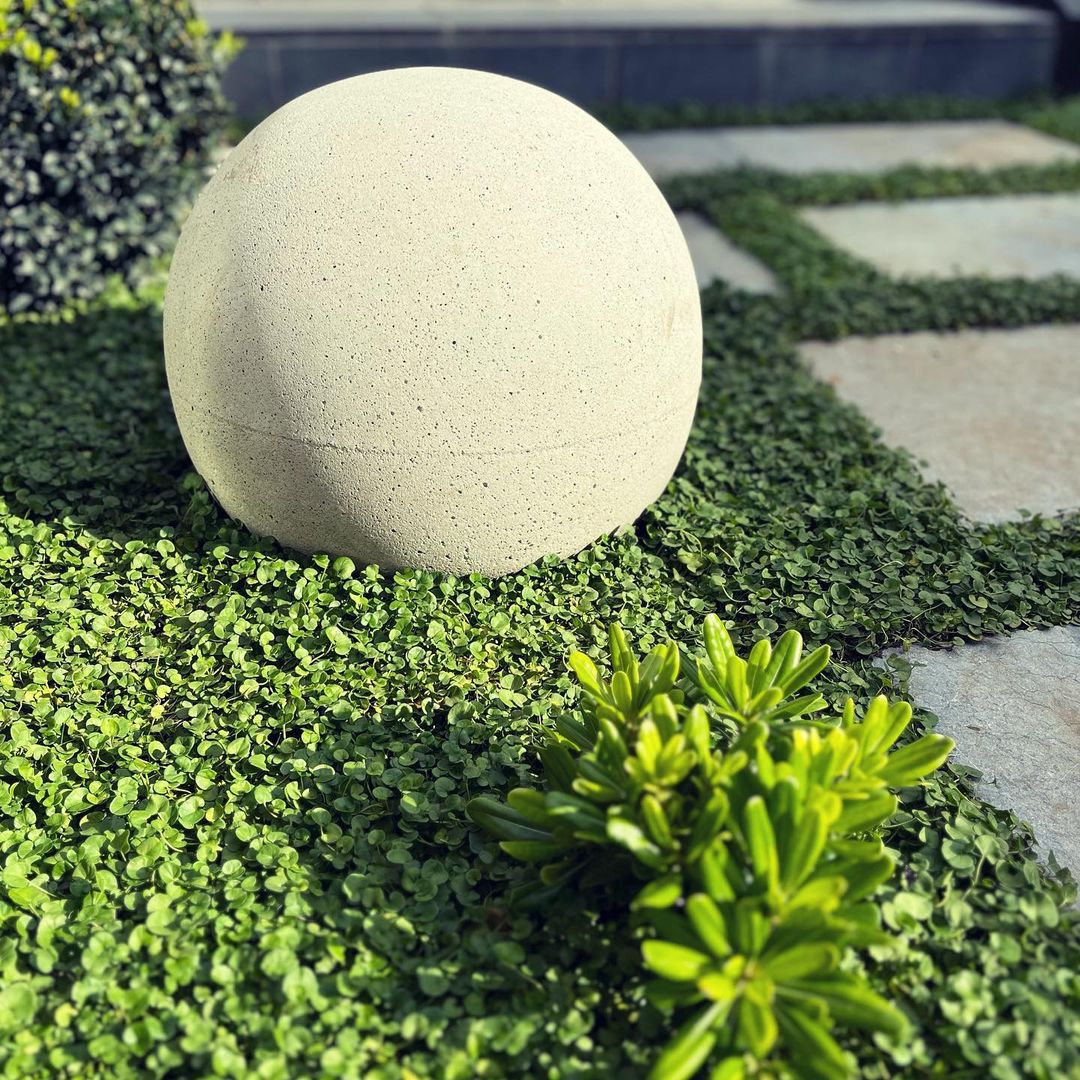 Creamy white Vega, bedded in a sea of Dichondra 😍

A gorgeous snap from #LusciousGreenLandscape's Prahran project 🌿

#concretesphere #groundcover #beautifulgardens
