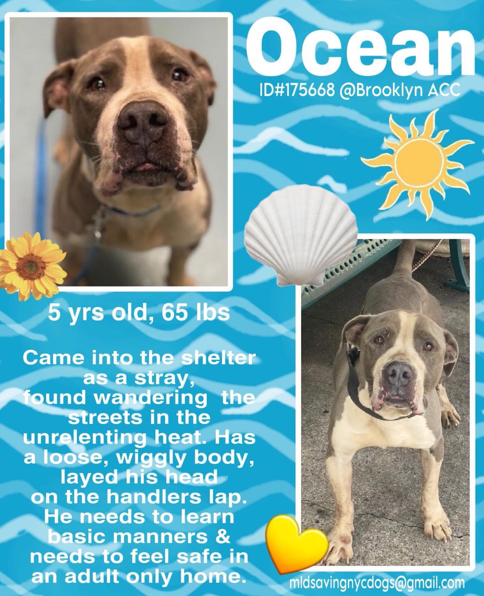 With a terrified pleading face, Ocean 175668 no doubt knows he’s in extreme danger. Arriving as a stray JUN 28, he’s now TBK in NYCACC Saturday. Intensely fearful, he wants to love, but is very tense when being touched. A sad 5yo who seems to have had an unhappy life, he needs a