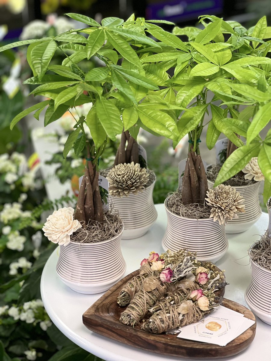 FloweramaC's tweet photo. There is nothing like the gift of a beautiful plant to create a tropical vibe &amp; good #fengshui Money Trees, are considered a symbol of luck and prosperity paired with the citrine, lavender, sage, and rosemary smudge bundle handmade with intention by #charliehaze ✨ https://t.co/t46InZpncK