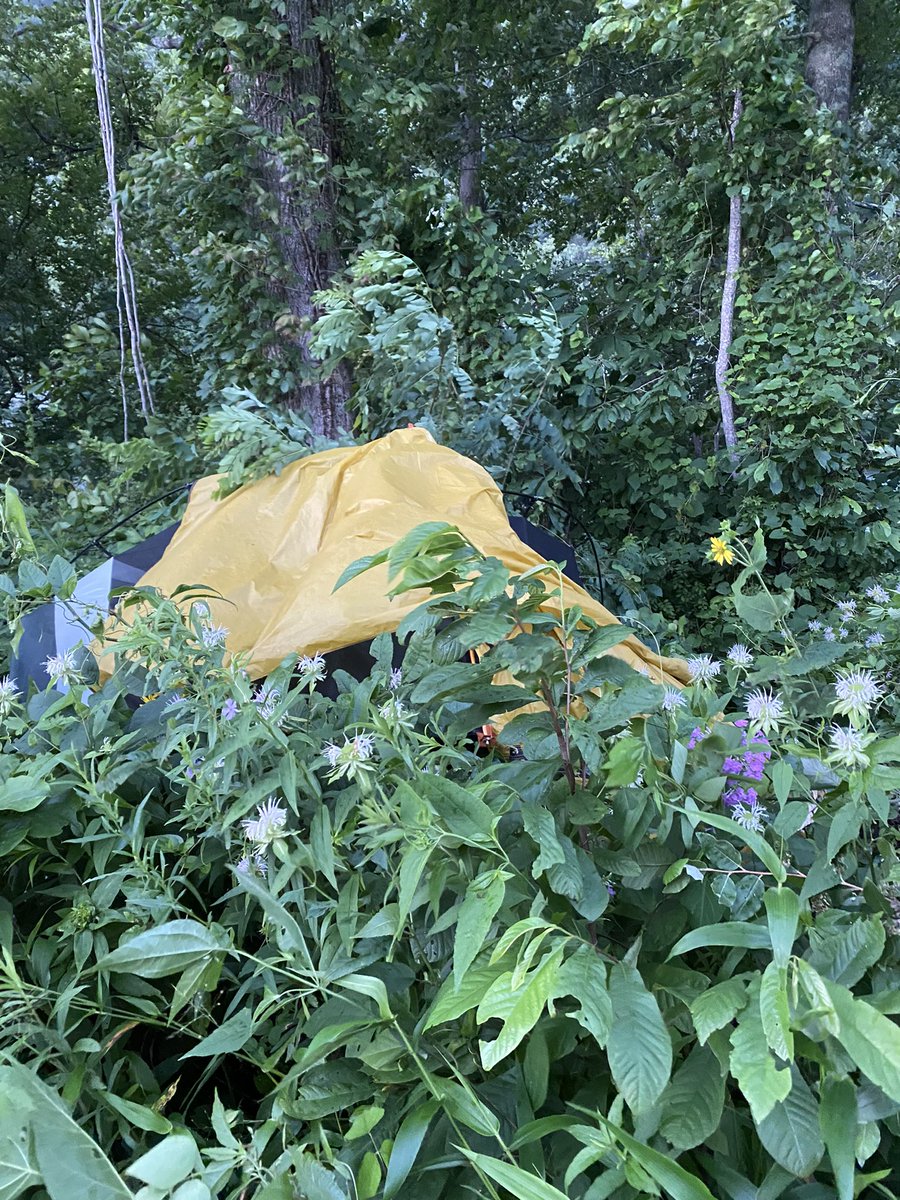 Emerson Lynch tweet media