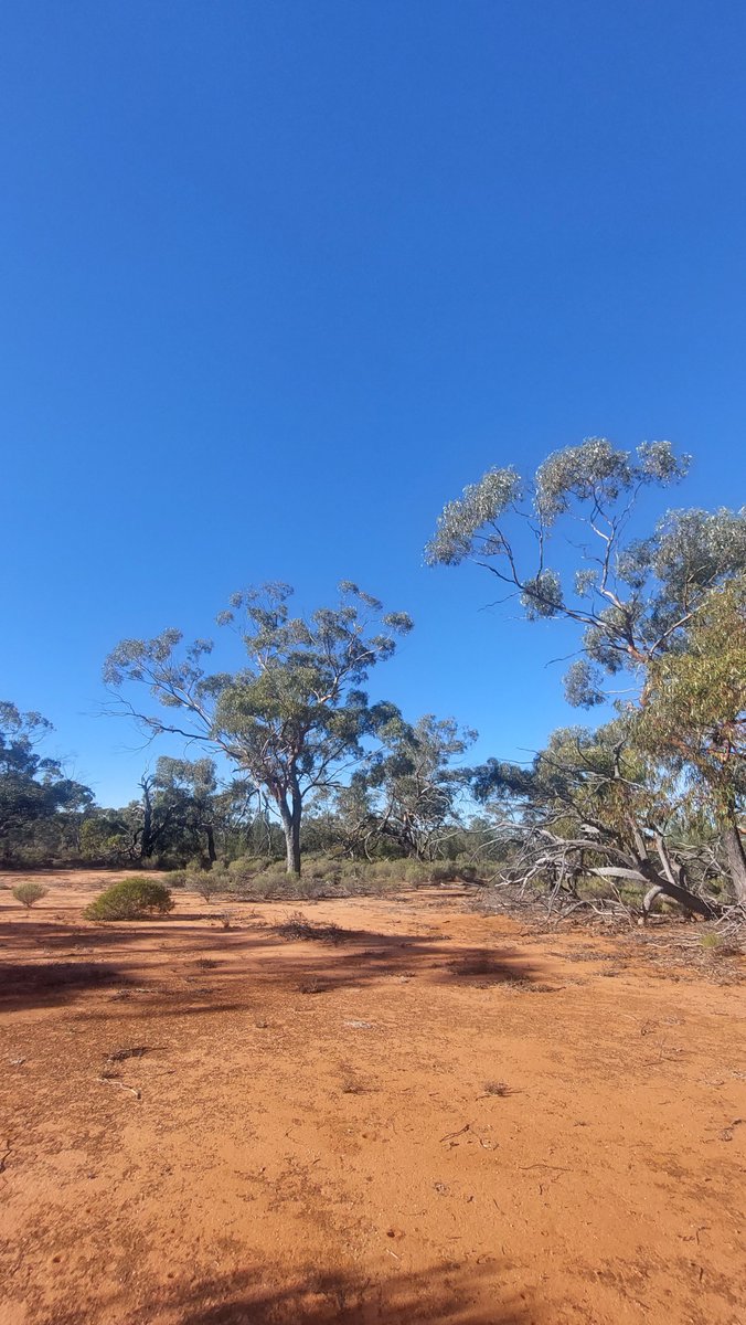 AWC is hiring a land management officer to work out at Mt Gibson. It's an incredible place to work and the successful applicant will get to hang out with me 😁. If you or someone you know is looking for a change, check it out.
