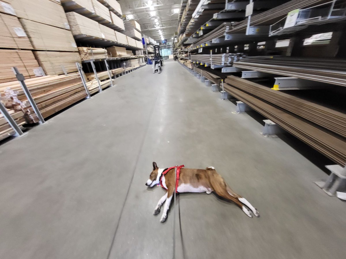 Connor 'The Notorious' Basenji tweet media