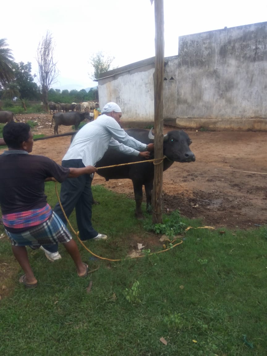 Vaccination of Cattle against Foot &amp; Mouth Disease now being carried out under NADCP FMD Round III in campaign mode. Farmers of the district to Vaccinate their Cattle Free  with eartagging  under this programme to control FMD in Livestock @farddept <a href="/DM_Rayagada/">Collector & DM, Rayagada</a> <a href="/dahvsodisha/">Directorate of AH&VS Odisha</a>