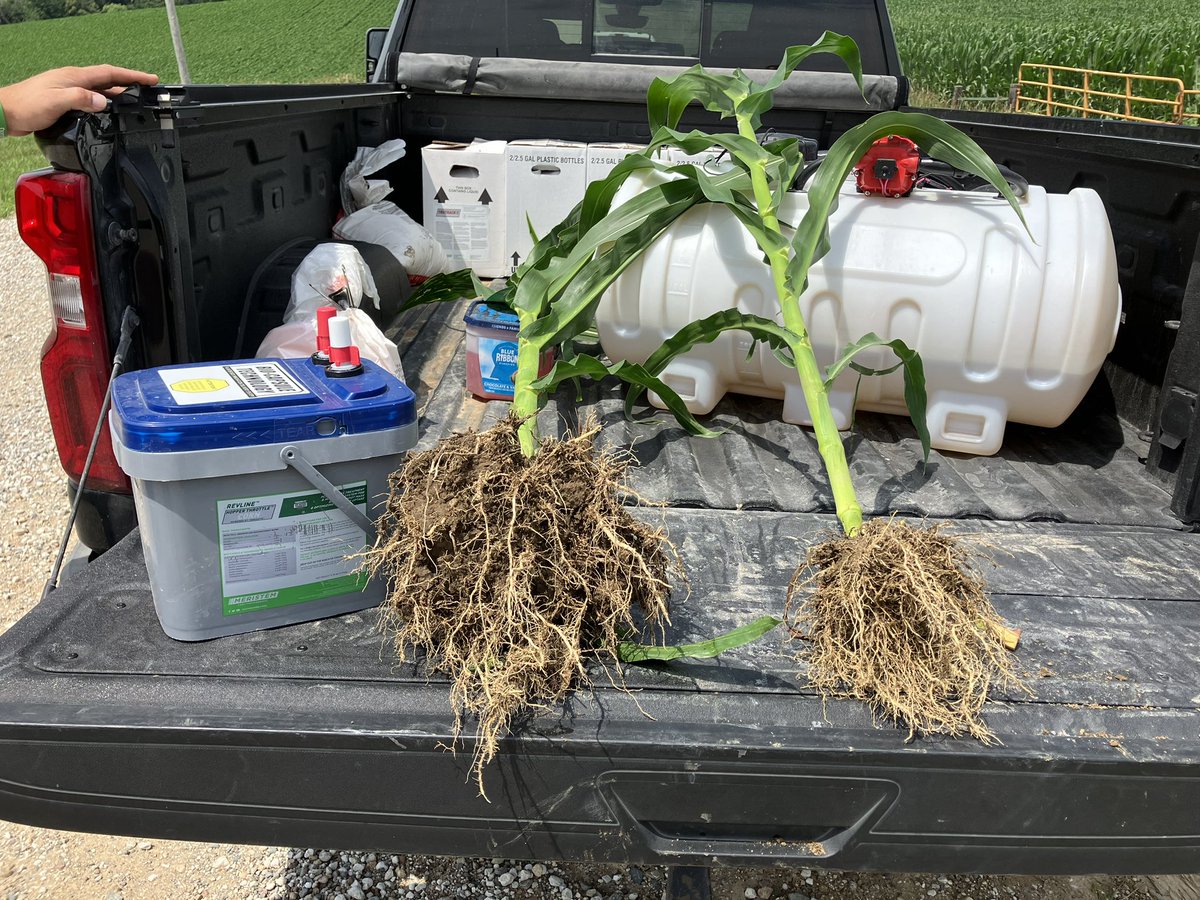 shanebrockhoff's tweet photo. @MeristemAg Revline Hopper Throttle Corn continues to impress in Iowa. Consistently larger roots, earlier - more consistent flowering, larger stalk diameter.  Leveraging the power of biologicals delivered live to the furrow real-time at planting. Game changer. https://t.co/1A0WQSBlqS