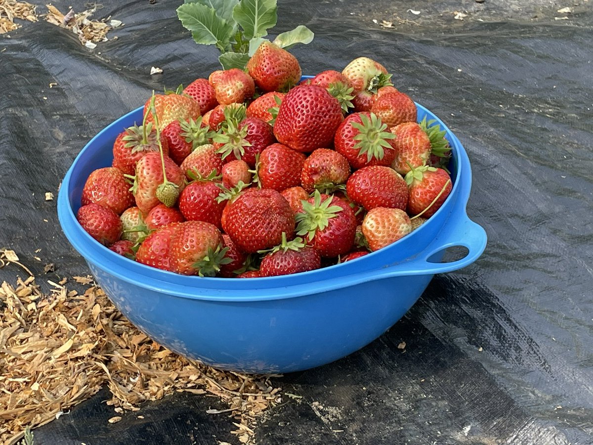 It’s been an incredible berry year this year!