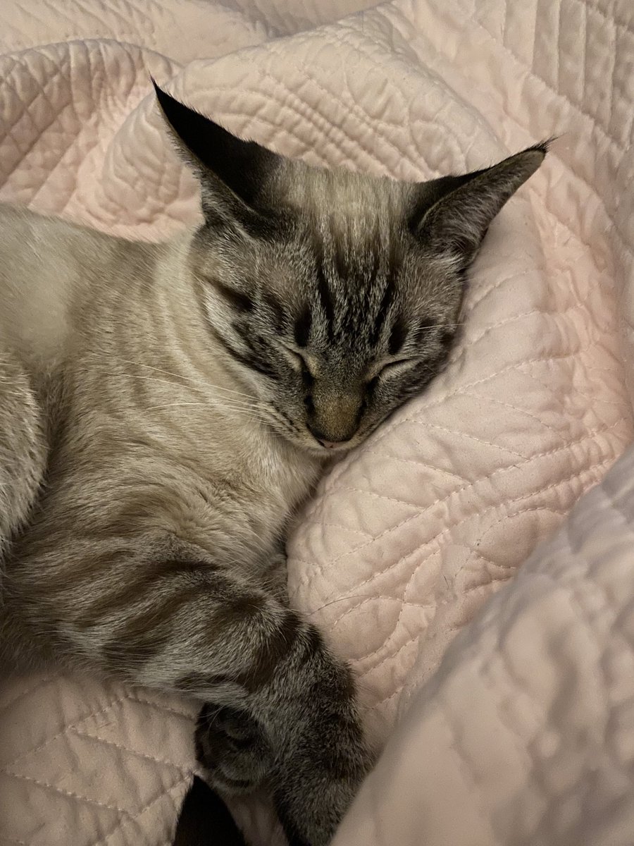 suebeeNOLA's tweet photo. @ShouldHaveCat Beignet napping https://t.co/iaUGJrACNQ