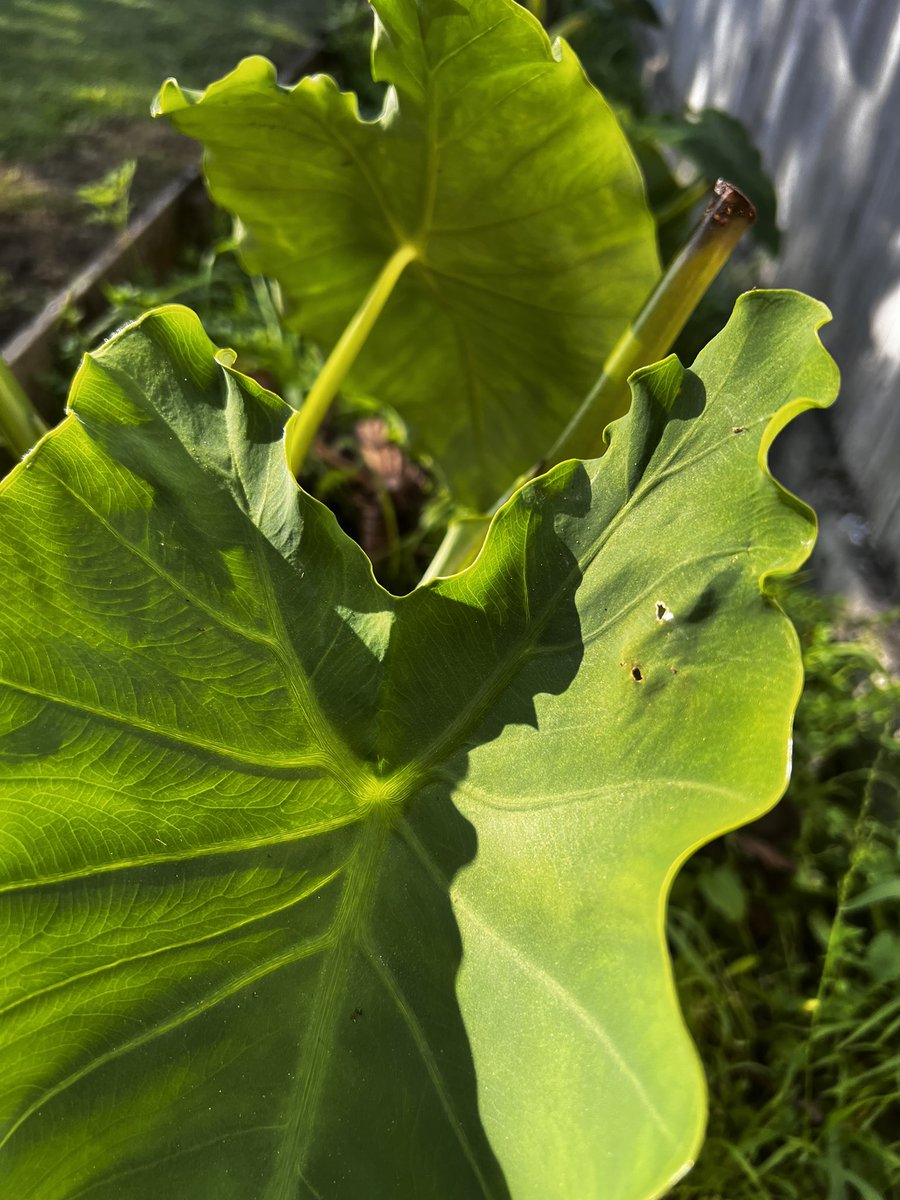 GrowVuna3's tweet photo. Just received green light for my first ever Grow Vuna Kiwi Project. Is super excited 🤩🤩🤩. Vinaka Vakalevu Aotearoa.#GrowVuna https://t.co/xp8qIN9cmD