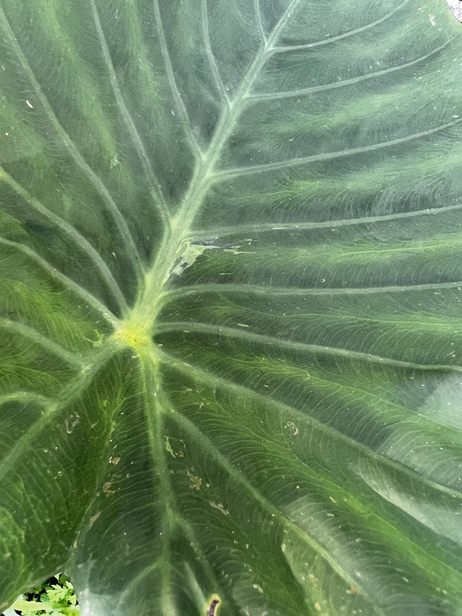 GrowVuna3's tweet photo. Just received green light for my first ever Grow Vuna Kiwi Project. Is super excited 🤩🤩🤩. Vinaka Vakalevu Aotearoa.#GrowVuna https://t.co/xp8qIN9cmD
