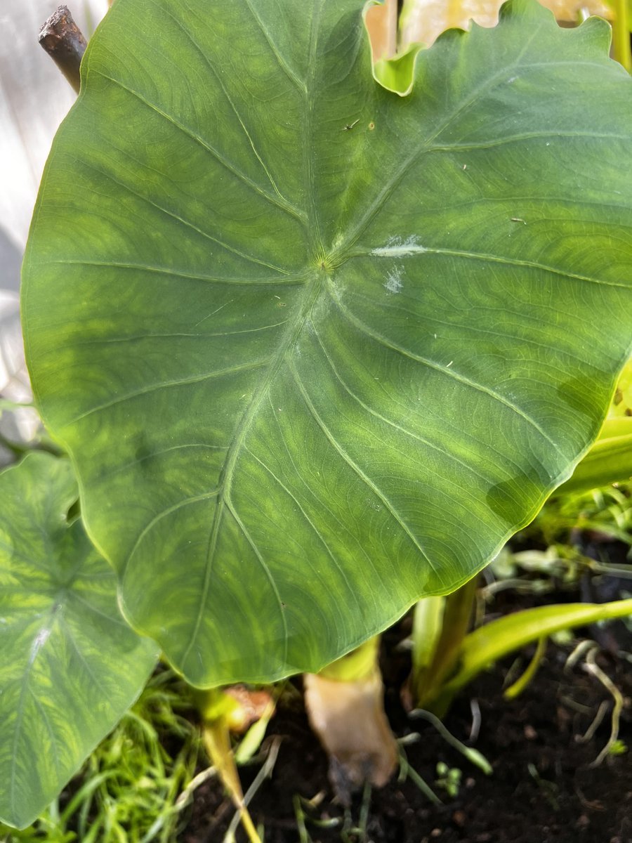 GrowVuna3's tweet photo. Just received green light for my first ever Grow Vuna Kiwi Project. Is super excited 🤩🤩🤩. Vinaka Vakalevu Aotearoa.#GrowVuna https://t.co/xp8qIN9cmD