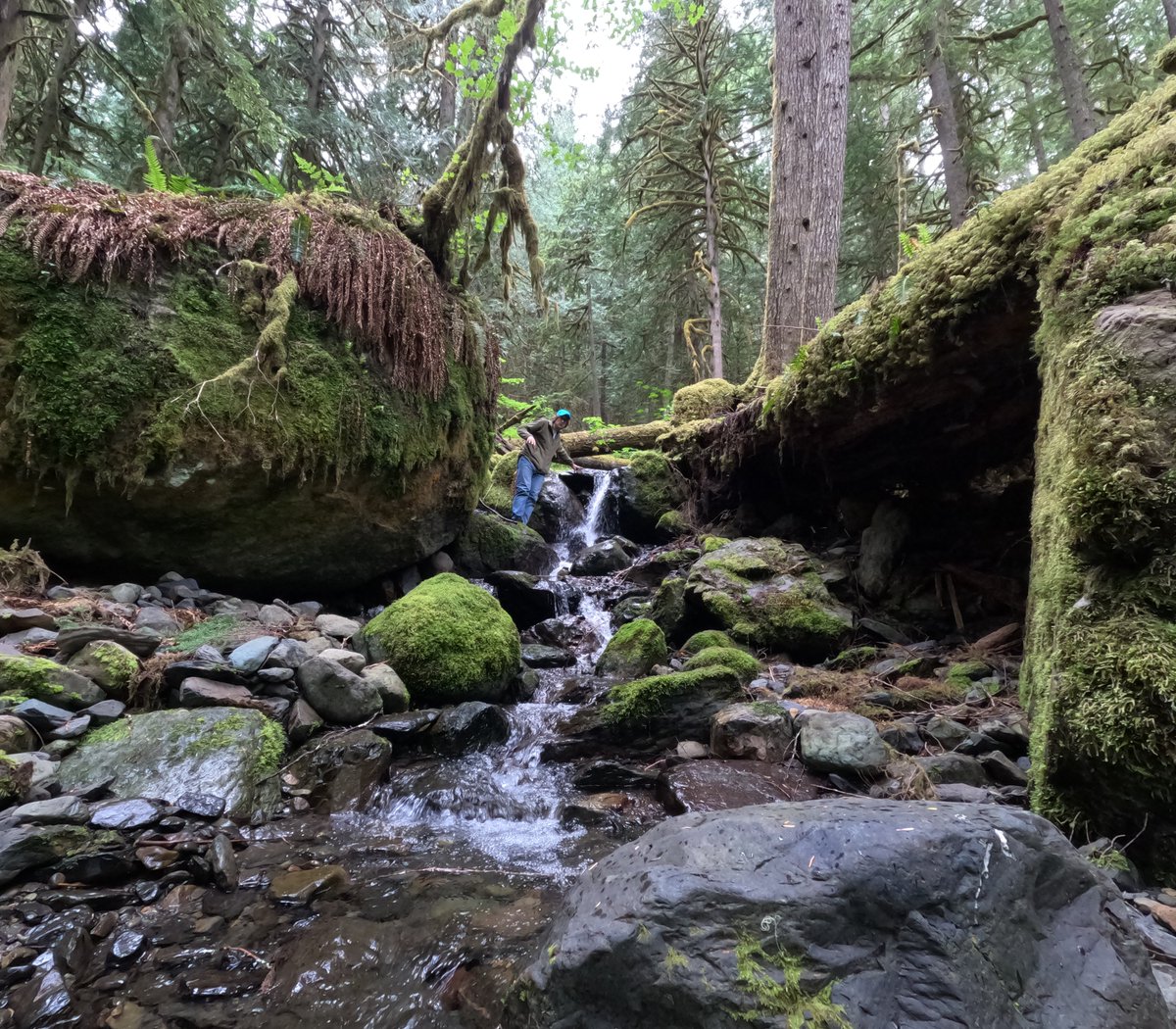 auston911's tweet photo. nature in the PNW. new youtueb videos all the time https://t.co/ClBRPJPLh7 https://t.co/N61o1fJ498