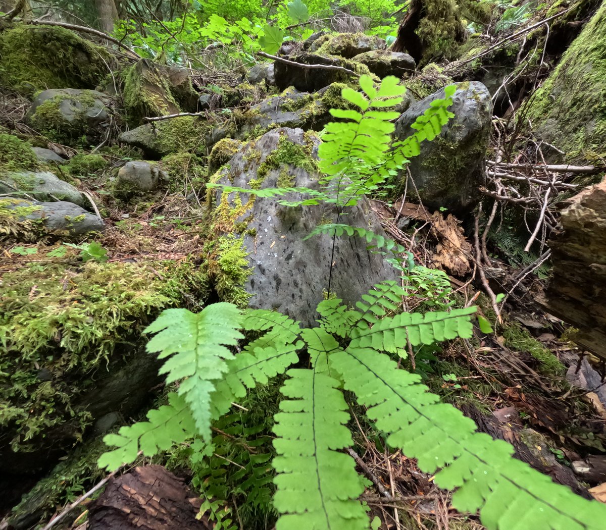 auston911's tweet photo. nature in the PNW. new youtueb videos all the time https://t.co/ClBRPJPLh7 https://t.co/N61o1fJ498