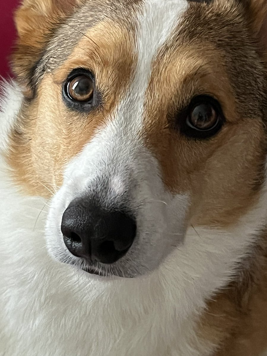 ChannelCorgi's tweet photo. https://t.co/ekNBVZoP9Z