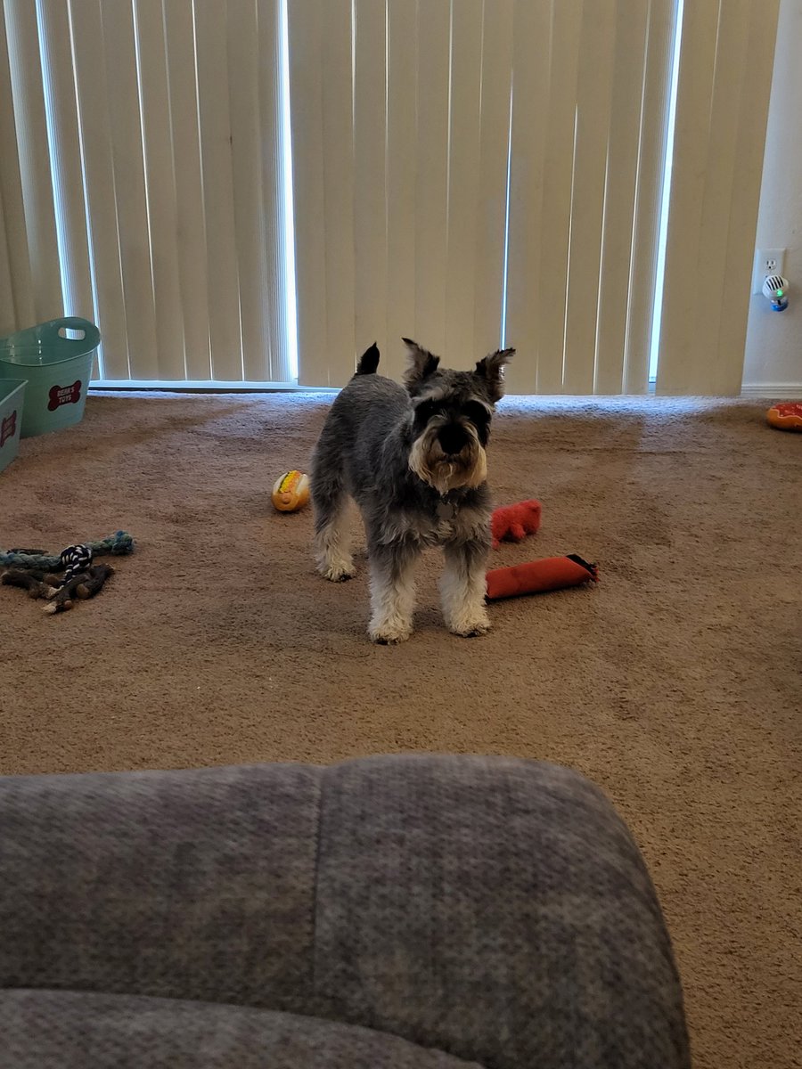 geezerpup's tweet photo. The Hoos were very rude.I had poop stuck in my butt fur. I growld when they removed it #dogsoftwitter #SchnauzerGang #dogswithbeards https://t.co/e2TGs1lnEt