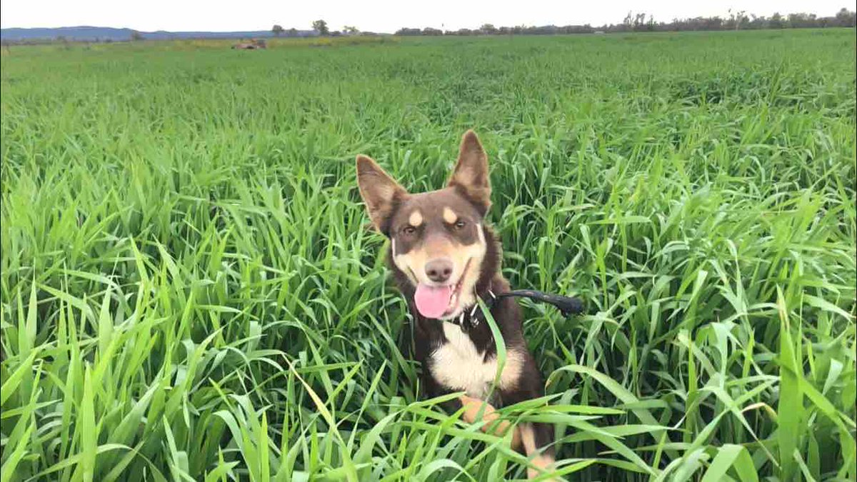 Happy Friday from Massey! 🐶🌾

Have a top weekend, and up the <a href="/wallabies/">Wallabies</a> as they take on Argentina tomorrow. 🏉🦘🇦🇺

Rip into ‘em lads! 💪

Photo credit: <a href="/MartinMurray_Ag/">Martin Murray</a>

#nswyoungfarmers #nswfarmers #wallabies #gameday