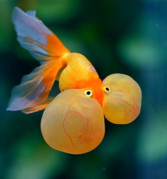 JohnRadlovee's tweet photo. Did you ever see this kind of fish before? It’s called Bubble Eye fish. https://t.co/BrR4saNoW6