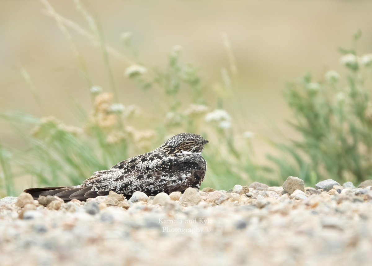 KamalaKyle's tweet photo. Just napping in the middle of the road. What could go wrong?
They camouflage so well, but we spotted him or her ahead of time! Most people would never see it, so after taking a couple pics, we shood it off the road! #commonnighthawk #backroadsalberta #albertabackroads #prettybird https://t.co/ENfqPwecSu