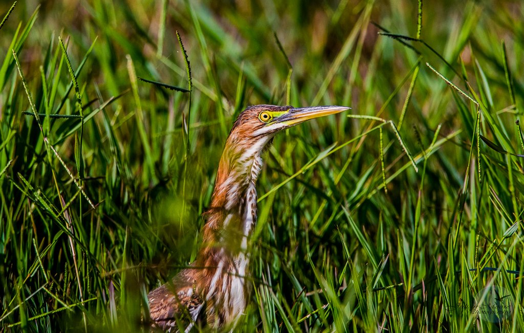 euthusiastic's tweet photo. The Enthusiastic Birder: My 2023 Images - June... #birds #BirdsOfBarbados #birdphotography #BirdsOfTwitter #BirdsSeenIn2023 @Birds_Barbados @BirdsCaribbean @Team_eBird ....... https://t.co/nFGT7WJwso https://t.co/ceJ7UqxSOe