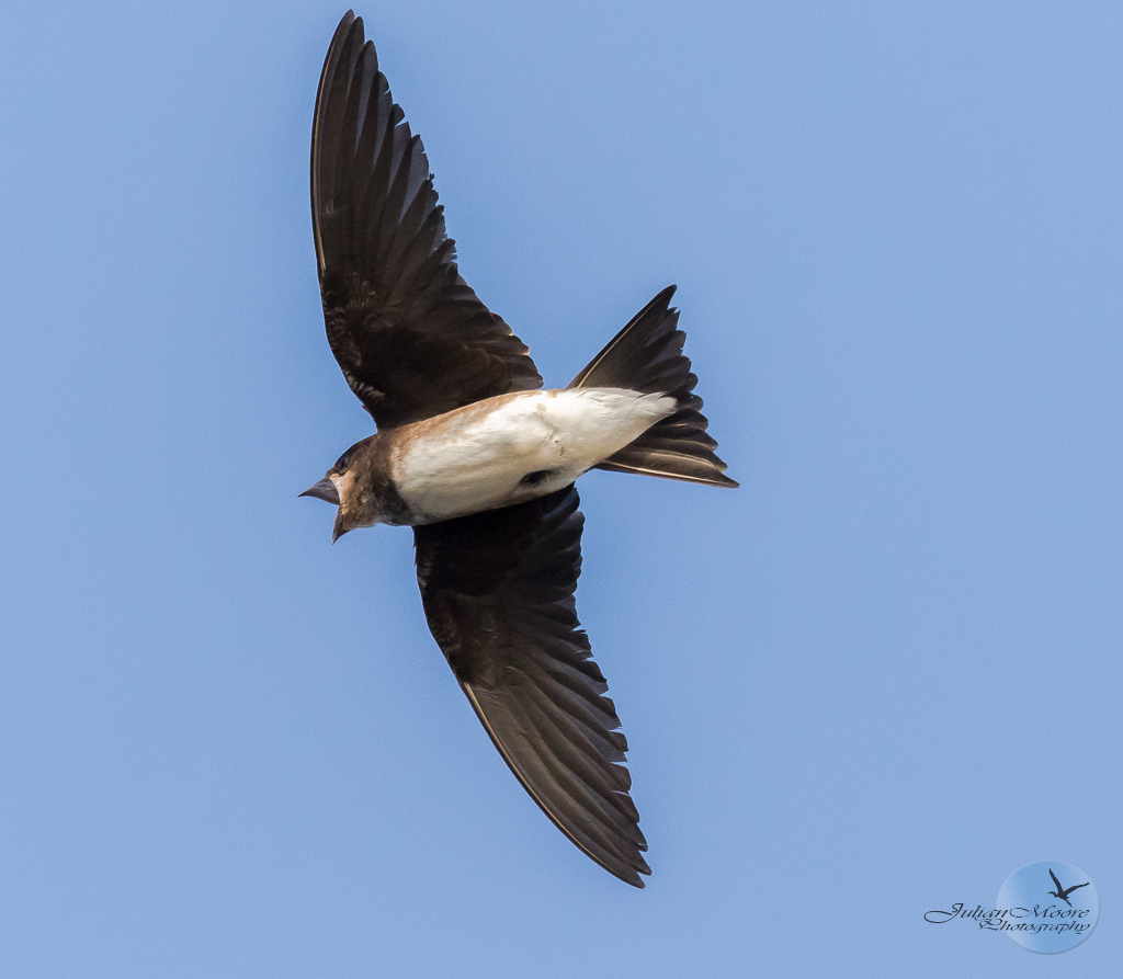 euthusiastic's tweet photo. The Enthusiastic Birder: My 2023 Images - June... #birds #BirdsOfBarbados #birdphotography #BirdsOfTwitter #BirdsSeenIn2023 @Birds_Barbados @BirdsCaribbean @Team_eBird ....... https://t.co/nFGT7WJwso https://t.co/ceJ7UqxSOe