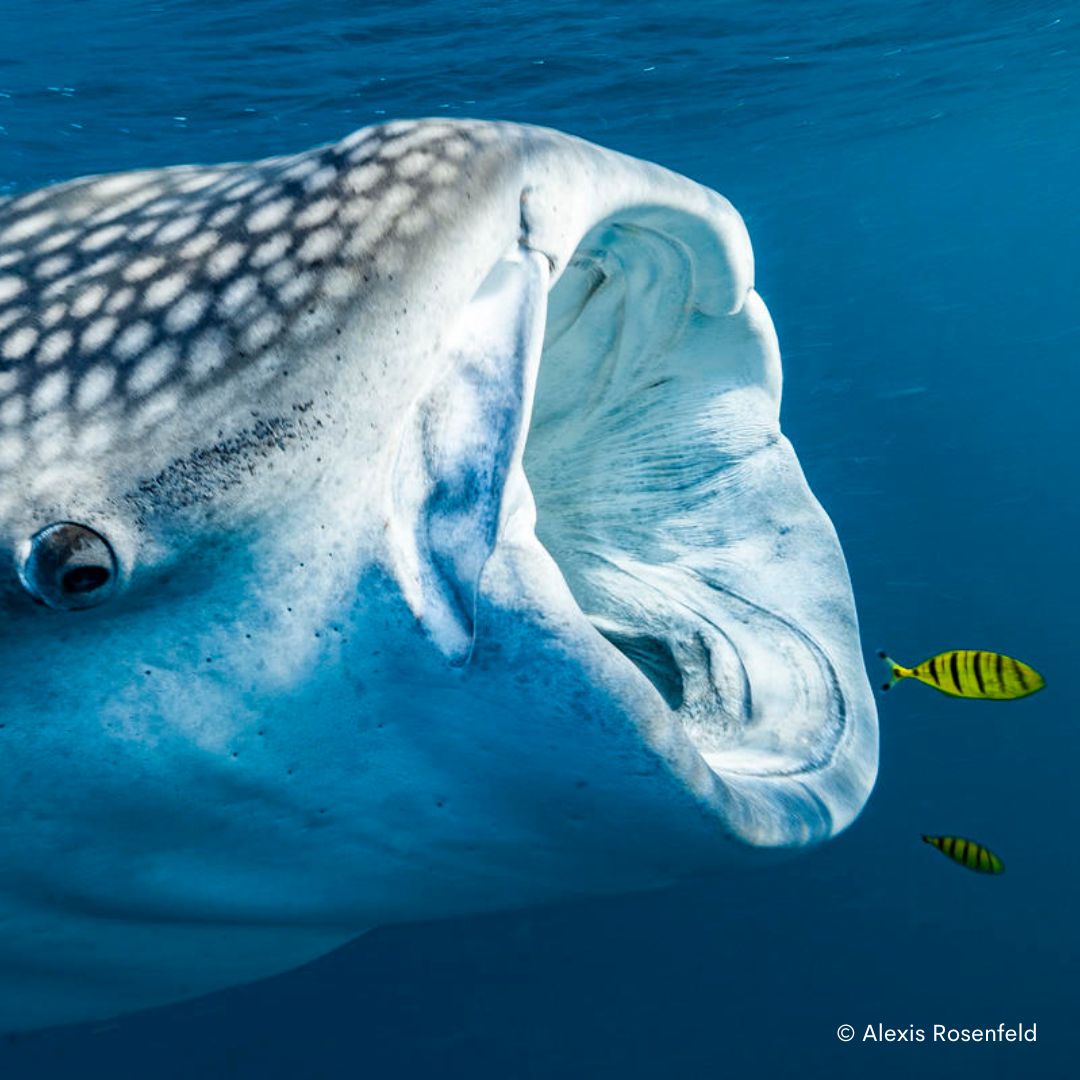WWF_Australia's tweet photo. On #FreakyFactFriday and🦈#SharkAwarenessDay, look at the #whaleshark, or Ningaloo to the Thalanyji Peoples.
They have teeth on their eyeballs 👀
300 rows of teeth but can’t bite or chew 🦷
Why do you think they have teeth on their eyes?
📸 @AlexisRosenfeld
#sharks https://t.co/qaVCUgtgay