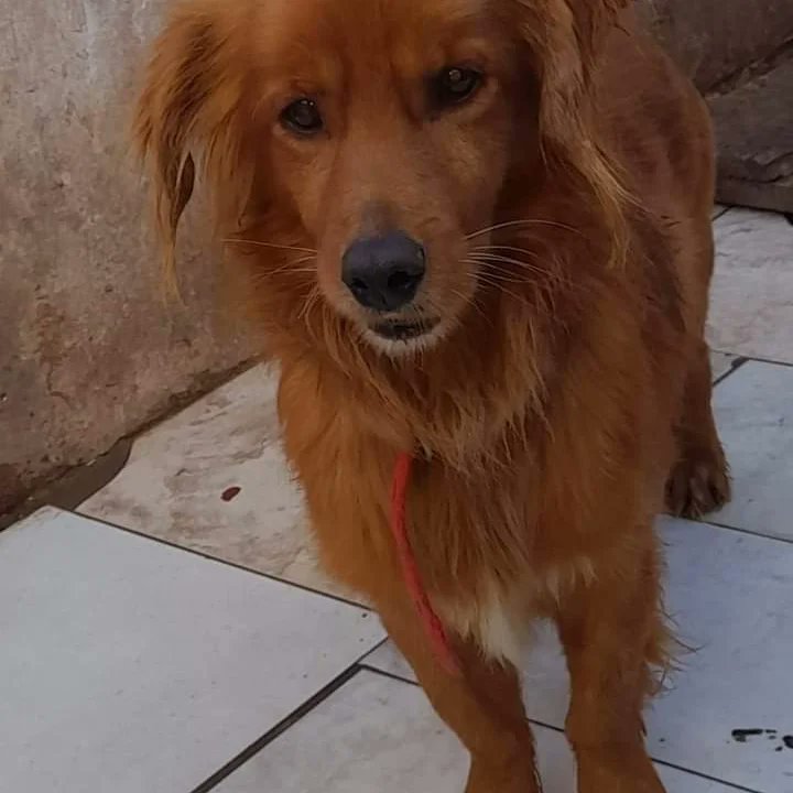 Sol continua a la espera de una familia que la ame por siempre! 
Es una enana hermosa. Te animas a darle una oportunidad??
WhatsApp 011 2375-0899