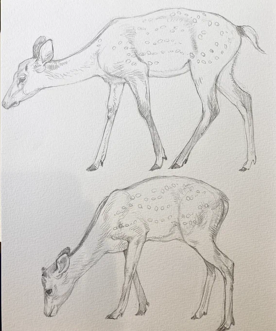 鹿🦌ポイント+2 