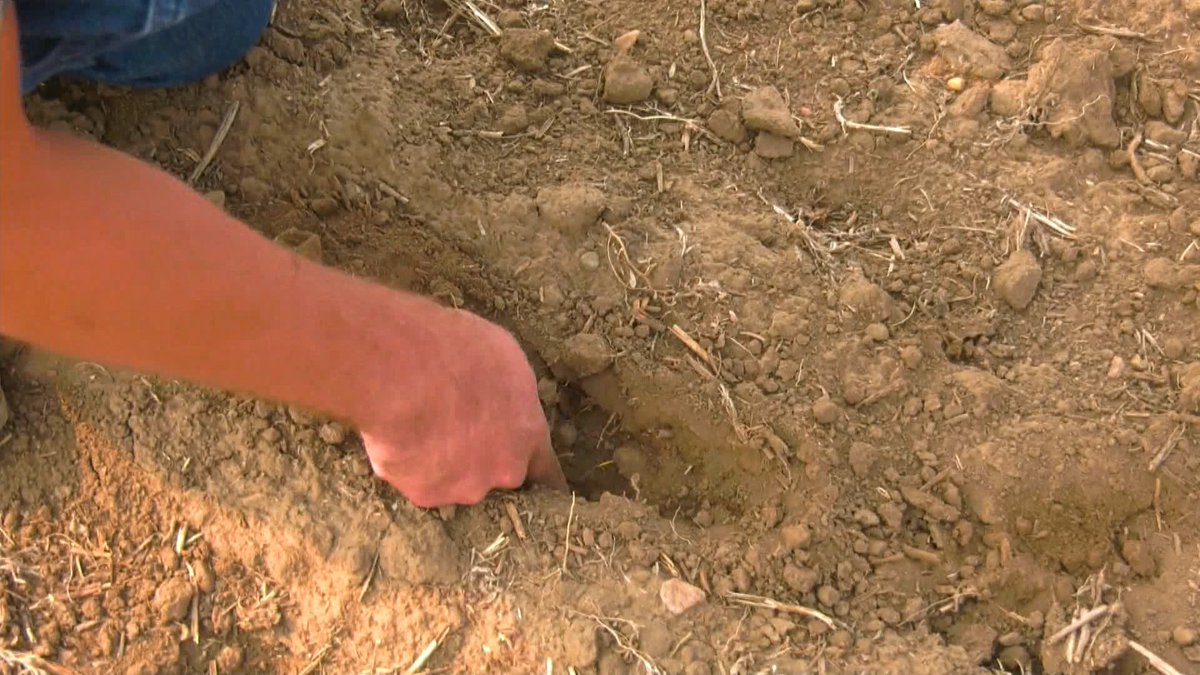 Watch: For only the second time in 85 years, an agricultural disaster has been called for the Special Areas in Southeastern Alberta. <a href="/ctvkevingreen/">Kevin Green</a> has more. #yyc calgary.ctvnews.ca/video?clipId=2…