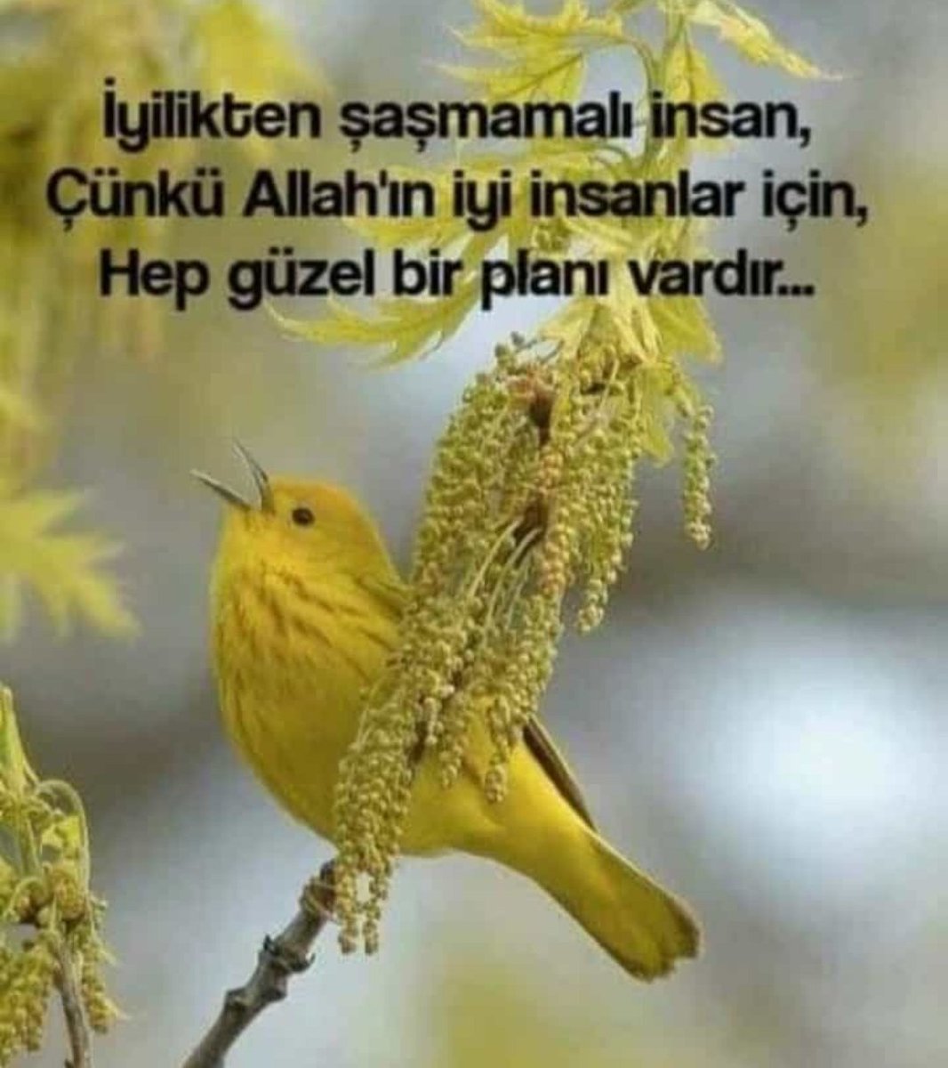 Selamün aleyküm 🥰❤️🌹mübarek CUMA sabahından selamlar iyilikler güzellikler müjdeler bereketler sağlık ve sıhat tüm islam alemine🤗😘#öldü Fetö Destici Sultanım Çaycı Hüseyin Öğretmenlik TBMM Genel Kurulu'nda