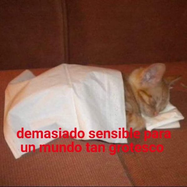jimealbe's tweet photo. Capaz yo soy floricienta pero no entiendo a la gente MALA MALA o sea entiendo que uno a veces puede tener actitudes de mierda sin querer pero las personas cuyo único objetivo es hacer sentir mal al otro https://t.co/wvmWEWUVzP