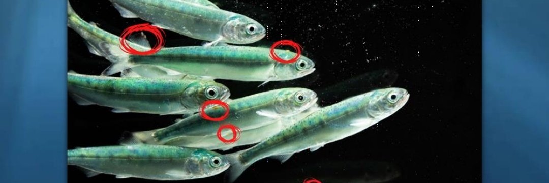 Always remember anti #aquaculture #propagandist once used this picture to show no lice on fish in the Discovery Islands. But a quick scan of it revealed 50 % of the fish were infested with #sealice KNOW YOUR SOURCES #wildsalmon #fishfarms #cryingwolf too often.