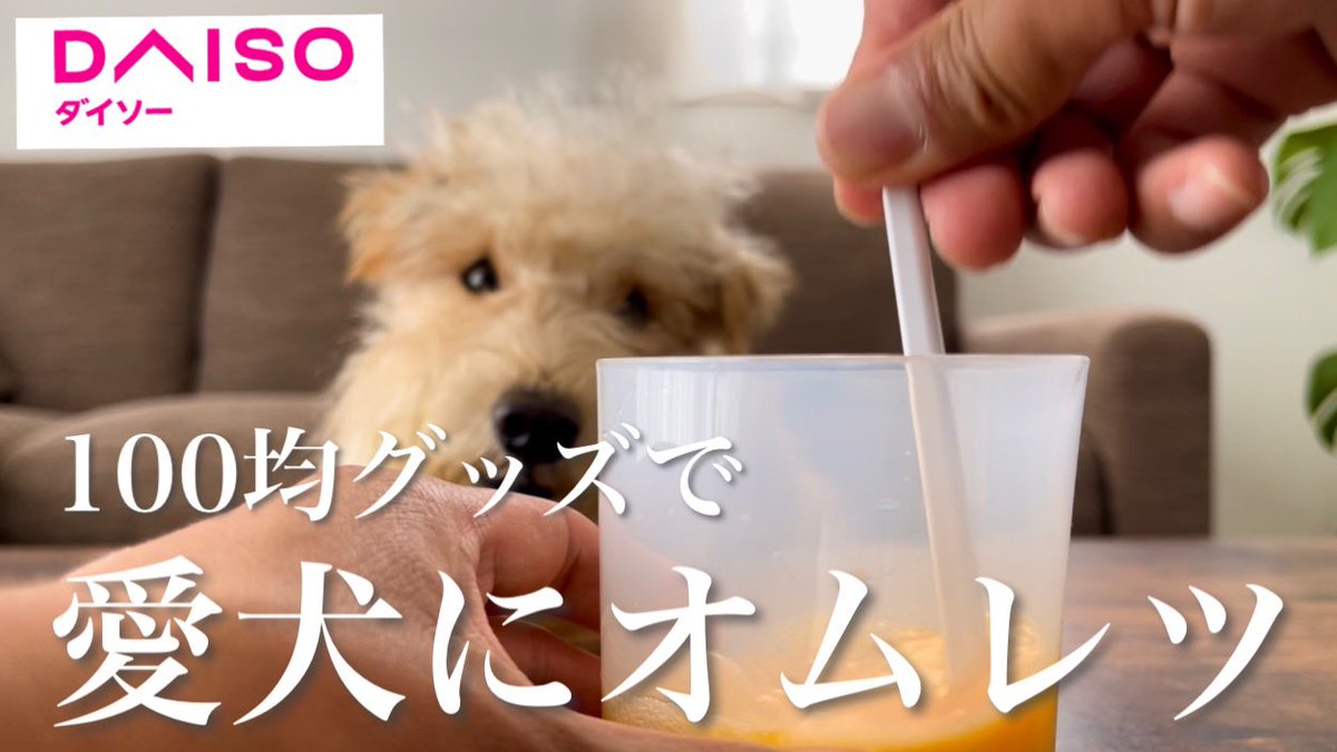 daichiwanwan's tweet photo. ダイソーグッズでわんわんに「ふわふわオムレツ♪」😆🐶🎶✨✌️
#犬との暮らし  

⬇︎⬇︎動画はコチラ⬇︎⬇︎
https://t.co/SGZlvKfC6U https://t.co/z5QTCH6rES