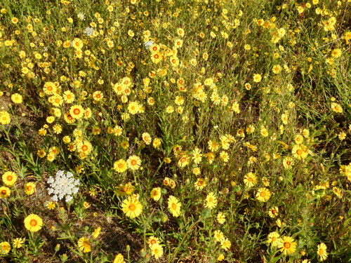If you can't make it to Hawaii, but want a similar sensory spectacle, get to a California grassland! It's tarplant season--tarplants and silverswords are related 🤯
Elegant madia, Madia elegans, by Ed Alverson via <a href="/inaturalist/">iNaturalist</a>