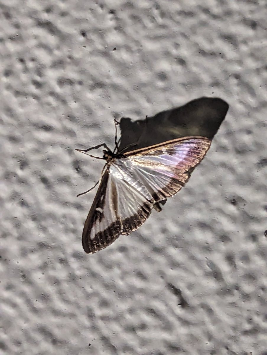 Monkeyhanger tweet media