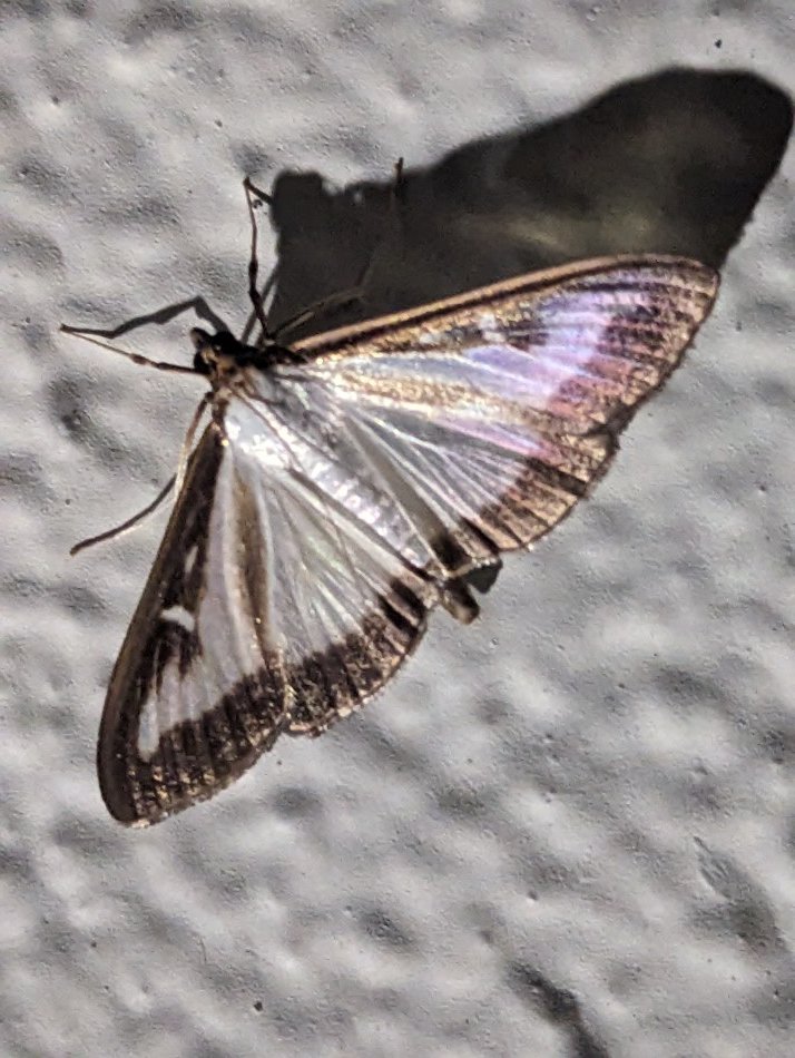 Monkeyhanger tweet media