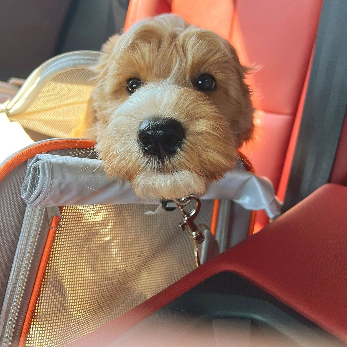 PETSPETSCS's tweet photo. Gentle
💗
Hmm? Where are you taking me? 🥰

· Wait ·
🐶 SHOP NOW 🐱 LINK IN MY BIO ⬆ Shiping ✈🚢🌍

#petspets #travelbackpack #pet #dog #puppy #travel #trip #bag #landscape https://t.co/odM6O9Wyrd