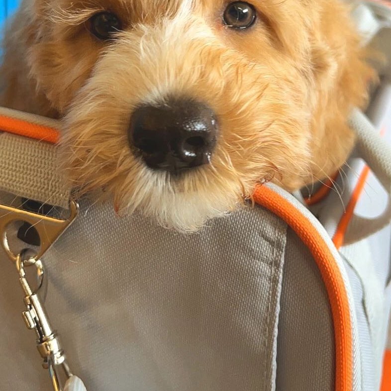 PETSPETSCS's tweet photo. Gentle
💗
Hmm? Where are you taking me? 🥰

· Wait ·
🐶 SHOP NOW 🐱 LINK IN MY BIO ⬆ Shiping ✈🚢🌍

#petspets #travelbackpack #pet #dog #puppy #travel #trip #bag #landscape https://t.co/odM6O9Wyrd