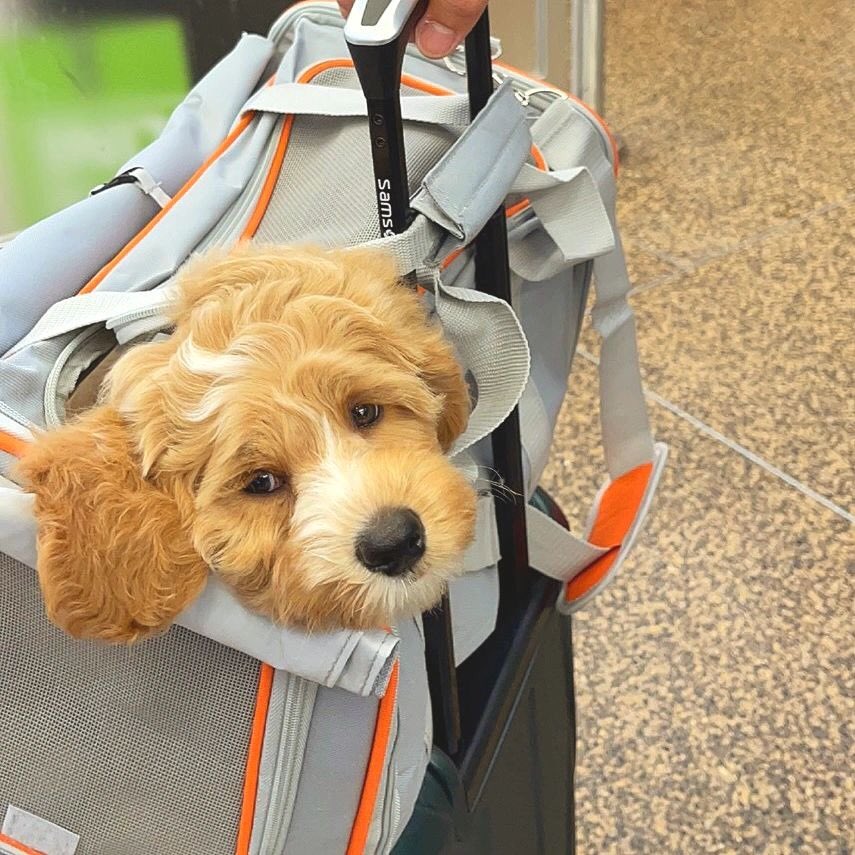 PETSPETSCS's tweet photo. Gentle
💗
Hmm? Where are you taking me? 🥰

· Wait ·
🐶 SHOP NOW 🐱 LINK IN MY BIO ⬆ Shiping ✈🚢🌍

#petspets #travelbackpack #pet #dog #puppy #travel #trip #bag #landscape https://t.co/odM6O9Wyrd