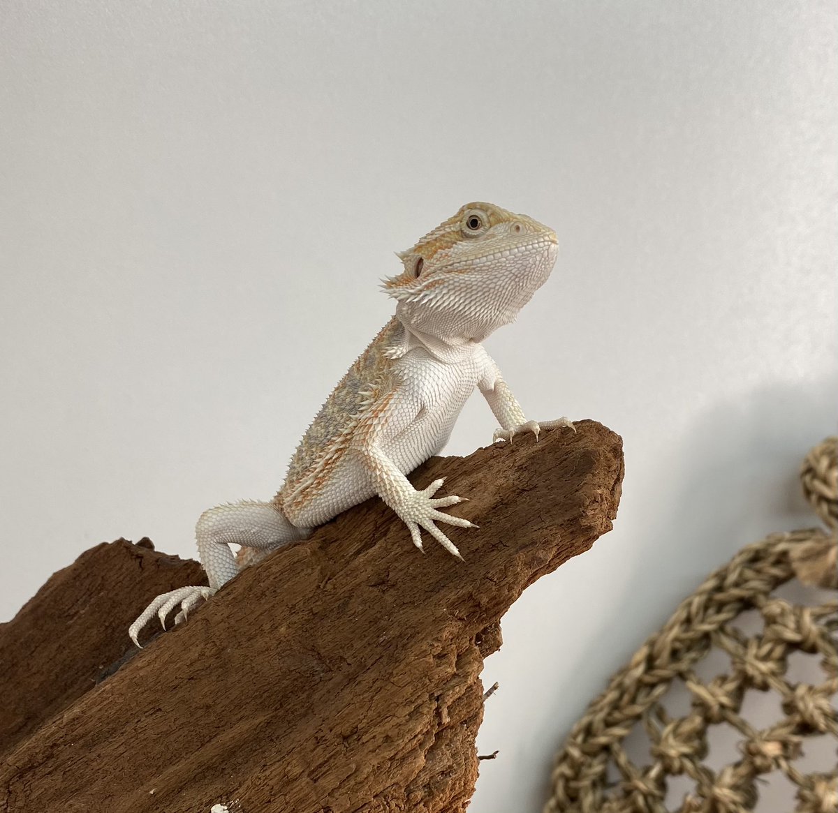 Trying to write a grant but can’t stop watching our new pet, Mango. Bearded dragons are so cool.